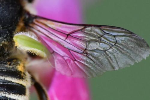 Megachile ericetorum